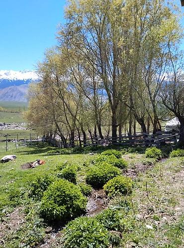 Туристические услуги: Кымызолечение в Чон Кемине 5 разовое кобылье молоко 3 разовое — 9