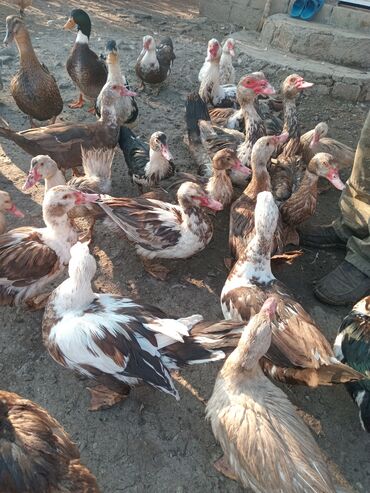 Toyuqlar: Toyuq, Damazlıq — 5