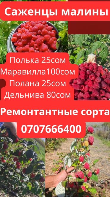 грибы эноки бишкек цена: Саженцы : Малина, Бесплатная доставка