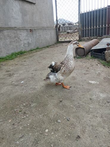 принадлежности для собак: Ördek satılır. - Növ: ev ördəyi (yerli cins) - Rəng: ağ-qəhvəyi