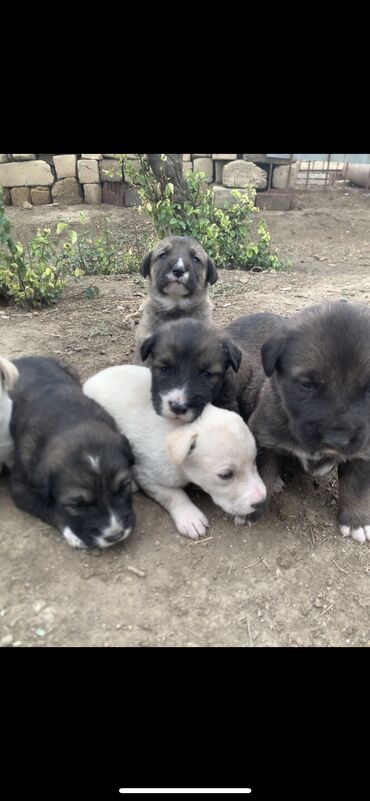 собаки в добрые руки: Гурдбасар, 1 месяц, Самец, Самовывоз, Платная доставка