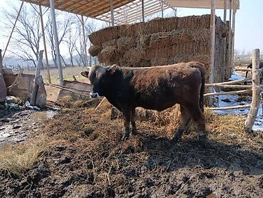 Коровы, быки: Продаю | Бык (самец) | На откорм | Племенные — 5