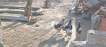 Toyuqlar: Toyuq, Damazlıq — 3