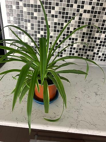 Китайская роза (Гибискус): Папоротник 650 сом китайская Роза гербера. Шефлера 150.сансевьера — 10