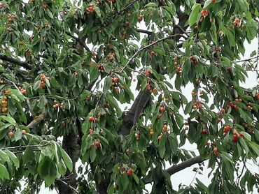 Bağ evlərinin satışı: Bakı, 1 kv. m, 5 otaqlı — 10