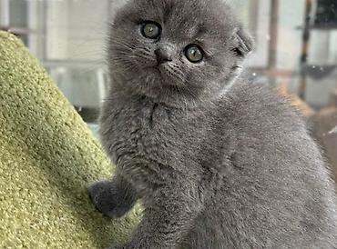 Кошки: Шотландская вислоухая — 5