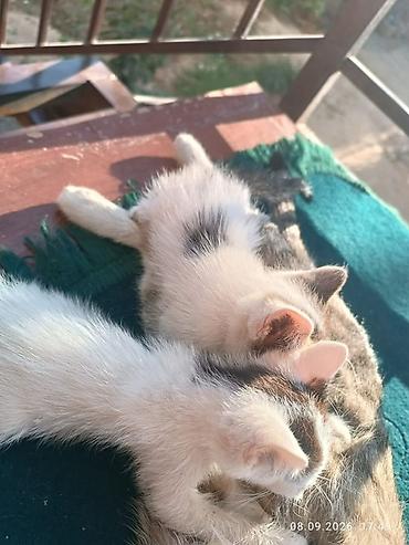 британские котята черные: Котята - Окрас: белый с тёмными пятнами (чёрно-серые отметины на — 2