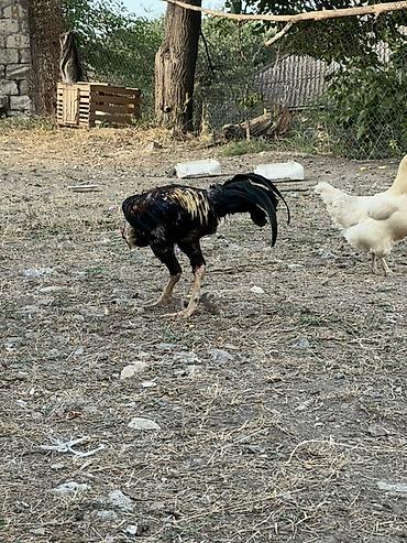cucə və xoruz təmsil: Heyreti xoruz bir yaş 3 ayliqdir temiz qan heyvandir cadirilma — 8