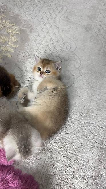 Pişiklər: Britan — 4