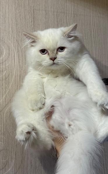 maine coon satisi: Şotland uzun tüklü, Erkək, Yaxşı əllərə, Ünvandan götürmə, Pulsuz çatdırılma, Ödənişli çatdırılma — 6