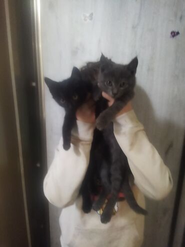 кошки в добрые руки: Отдам даром котят. 2 мес. Игривые, на латок ходят. Кушают всё