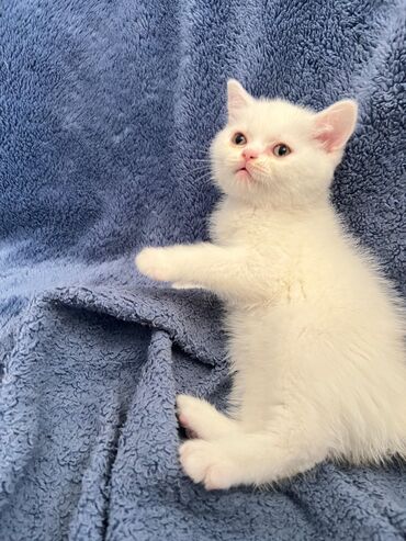 Pişiklər: Şotland yastı qulaq — 15