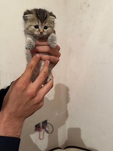 Pişiklər: Şotland — 6