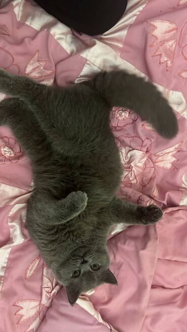 Pişiklər: Şotland, Erkək — 22