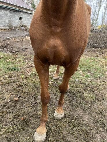 продаю музоо торпок корова самка бык самец айрширская ангус алатауская на забой для разведения на откорм племенные нетель привязанные: Продаю | Конь (самец) | Английская | Рабочий