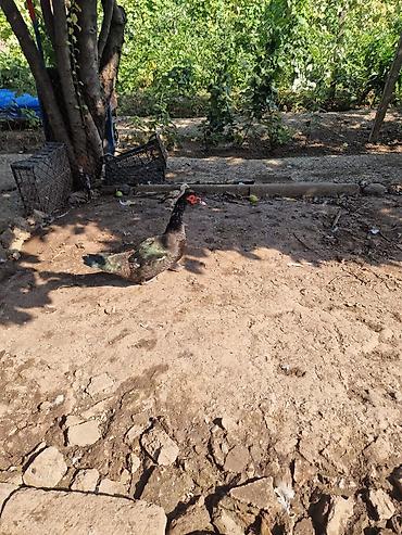 сколько стоит собака бу: 3 ədəd 2 erkək 1 dişi anaş. təmiz gözəl şəkildəki ördəklər — 2