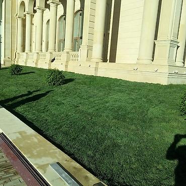 Toxumlar: Qazon yüksək keyfiyyət münasib qiymətə enni yarpaq danimarka toxumu — 4