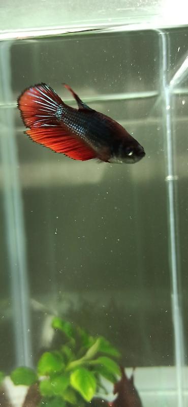 belamor balığı: Betta (Petuşok balığı), Yırtıcı — 5