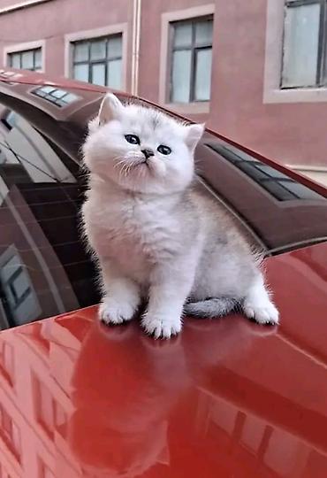 Pişiklər: Britan — 9