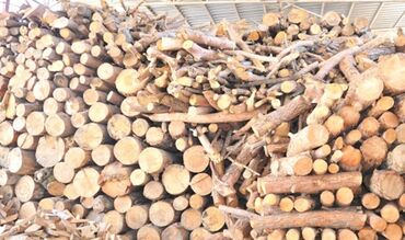 odun satilir: Həyətdə qurumuş ağaclardan kəsilmiş odun və çubuqları satılır. Ağaclar