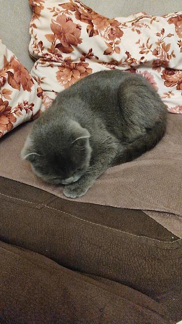 Pişiklər: Britan — 4