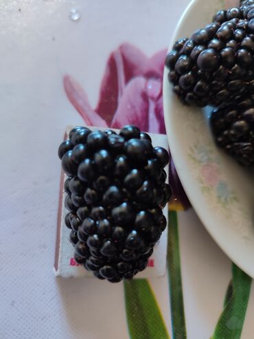 Фрукты и ягоды: Лохнесс. Саженцы безшипной ежевики (ежемалины). Сорт урожайный — 8