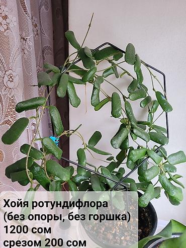 Хойи: Взрослые сортовые хойи
Цена, название и подробности на фото — 5