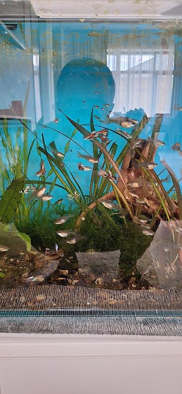 akvarium balıqları: Quppi, Sülhsevər, Ünvandan götürmə — 7