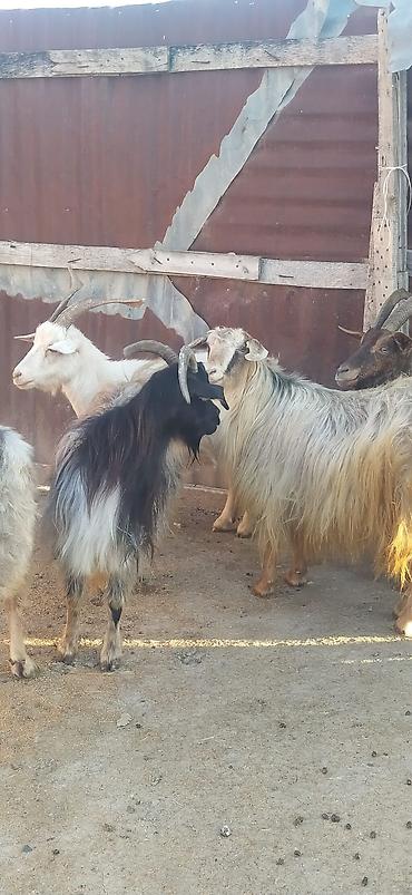 pomeranian satilik: Satılır: Keçilər öz həyətimizin heyvanlarıdır, 6 başdır — 2