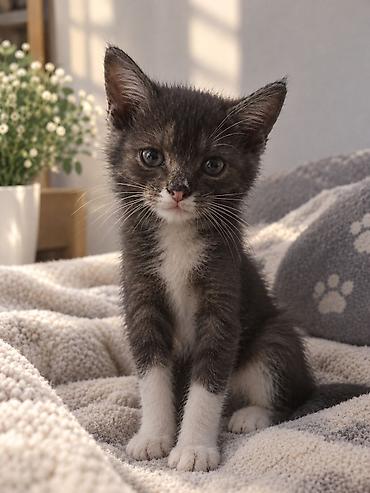все для кошки: 3 месяца, Мальчик — 1