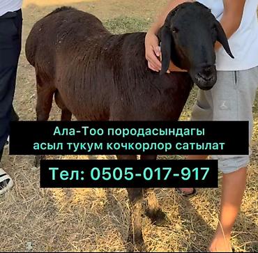 собаки ош: Продаю | Баран (самец) | Гиссарская | Для разведения | Племенные, Осеменитель — 1