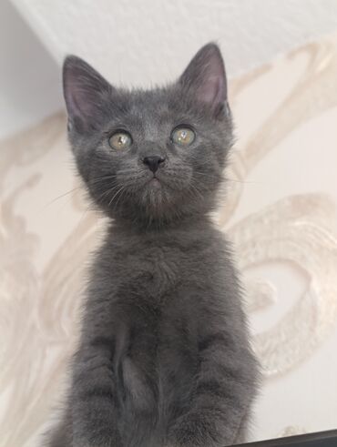 котёнок в добрые руки: Котик 🐱 пристраивается в добрые и любящие руки! кушает всё любит