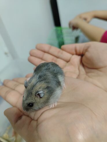 Gəmiricilər: Salam aleykum Cırtdan hamsterlər - Növ: cırtdan (Djungarian) hamster — 6