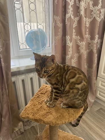 куплю кошку: Бенгальская, 4 месяца, Мальчик, Приучена к лотку, Проглистована, С прививками — 3
