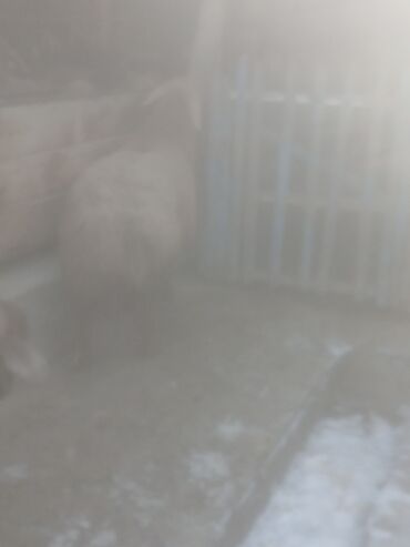 Бараны, овцы: Продаю | Овца (самка) | Для разведения | Матка — 14