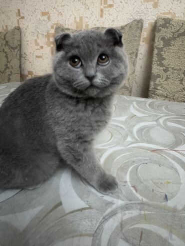 Pişiklər: Şotland, Dişi, Yaxşı əllərə — 10