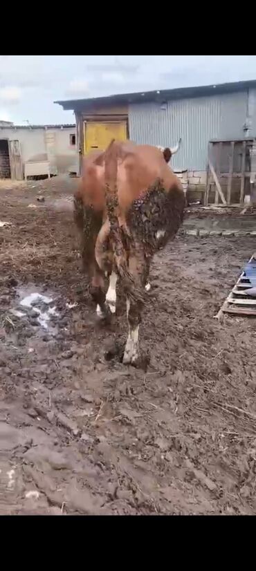 Inəklər, öküzlər: 2-ci balasidi erkek balasi var 25 südü var — 3