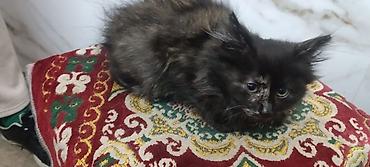 Башка жаныбарлар: Котята. 1 месяц — 4