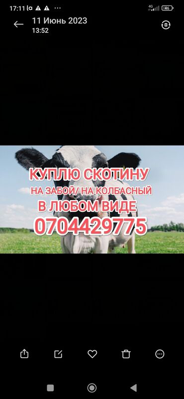 цена лошади в кыргызстане: Куплю | Коровы, быки, Лошади, кони, Другие с/х животные | Круглосуточно, Любое состояние, Забитый