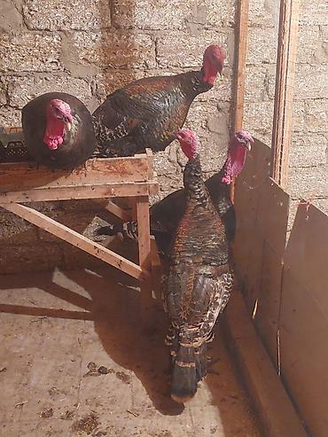 Quşlar: Təmmiz American bronz erkək hinduşkalar satılır. Hinduşkalar 8 — 4