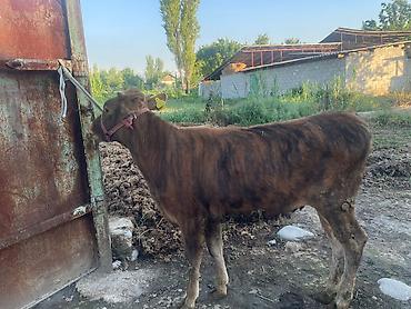 Коровы, быки: Продаю | Бык (самец) | На откорм | Привязанные — 6