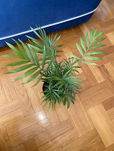 plasticne kucice: Sobna palma – Chamaedorea elegans (Parlor Palm) - Ukrasna zelena — 1