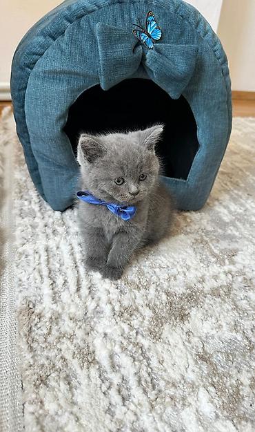 Pişiklər: Şotland — 5