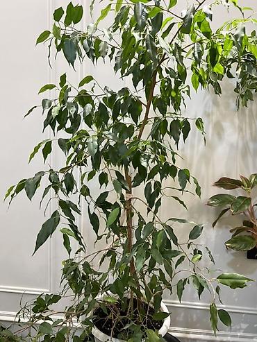 Другие комнатные растения: Женское счастье гигант сорт По городу доставка бесплатно Крупные — 48