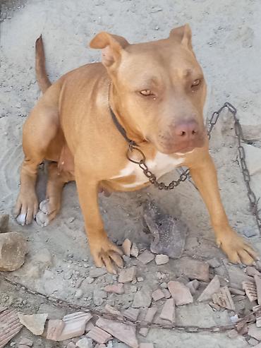 pitbul itlər: Pitbul, Erkək — 1