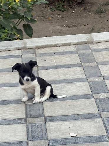 heyvan bazarı: 6 ay, Dişi, Ünvandan götürmə — 2