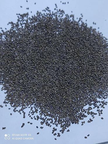 Люцерна: Продаю семена люцерны,семена клевера,высший сорт,гарантия — 11