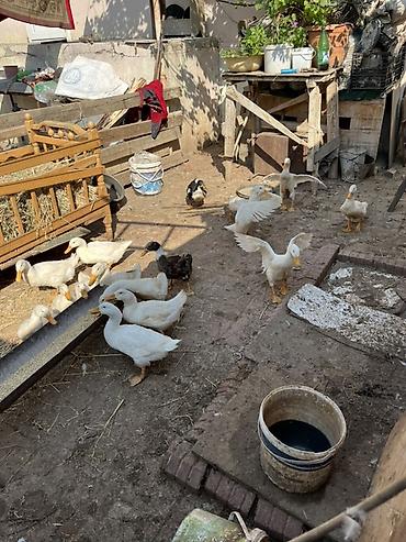 qara avstralorp neyin cinsidir: Sağlam sap sarı yağdılar ən ucuz mən qoymuşam yerim yoxdu xoruzlu — 2