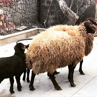 Qoyunlar, qoçlar: Qoyun və quzu dəsti - Növ: Yerli ətlik/yunlu qoyunlar - Tərkib: 2 ana — 4