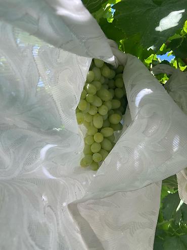 Виноград: Продаю Саженцы Винограда, есть разные сорта: Юлиан, Ризомат, кишмиш — 6